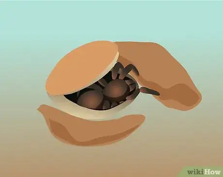 Imagen titulada Catch a Spider Step 10