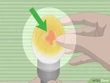 Imagen titulada Tell if Duck Eggs Are Dead or Alive Step 5