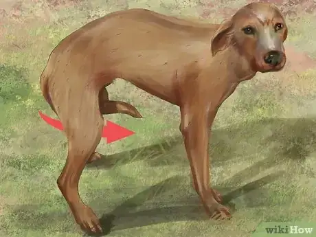 Imagen titulada Recognize Fear in Dogs Step 6