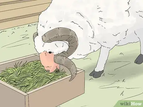 Imagen titulada Breed Sheep Step 5