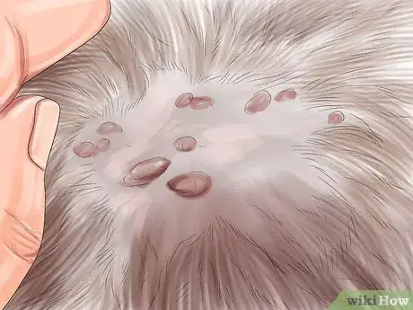 Imagen titulada Identify Lumps on Your Cat Step 9