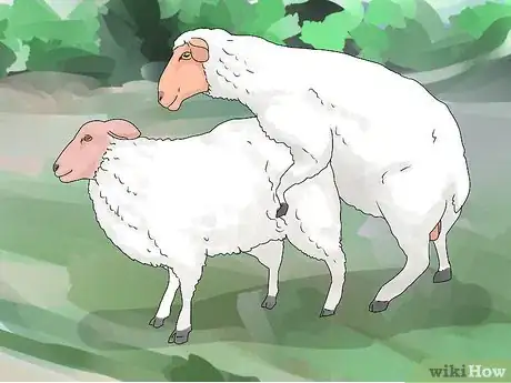 Imagen titulada Breed Sheep Step 8