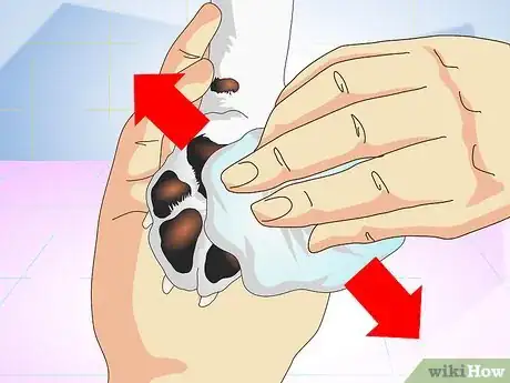 Imagen titulada Treat Dog Splinters Step 5