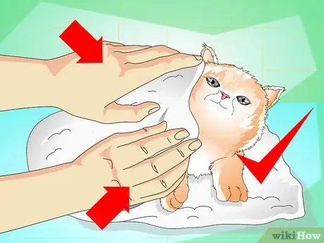 Imagen titulada Give a Kitten a Bath Step 14