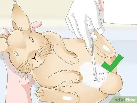 Imagen titulada Determine Whether to Have Your Rabbit Neutered Step 13