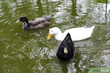 Imagen titulada Take Care of Ducks Step 6