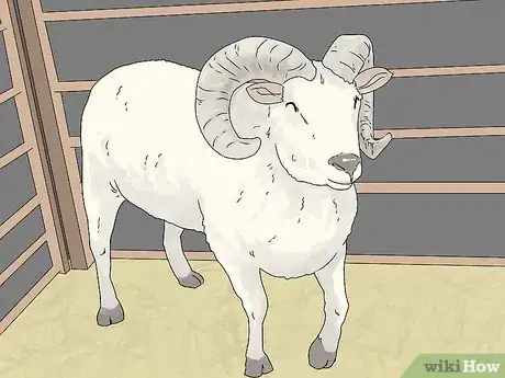 Imagen titulada Breed Sheep Step 1