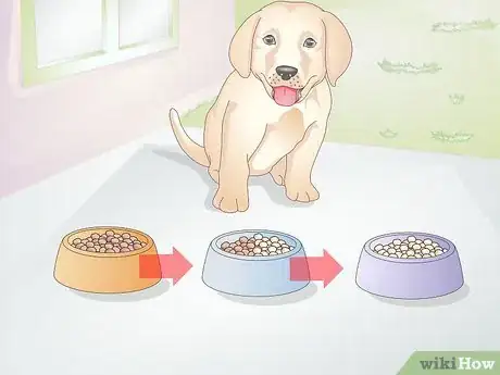 Imagen titulada Feed a Dog Step 17