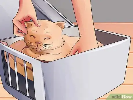 Imagen titulada Prepare Your Cat for Surgery Step 10