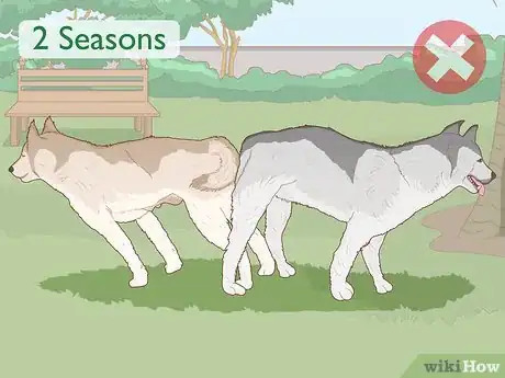 Imagen titulada Breed Husky Dogs Step 10
