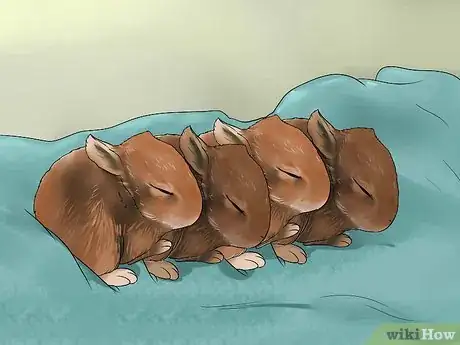 Imagen titulada Feed Baby Rabbits Step 1