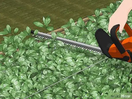 Imagen titulada Trim Shrubs Step 4