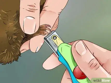 Imagen titulada Cut Guinea Pig Claws Step 13