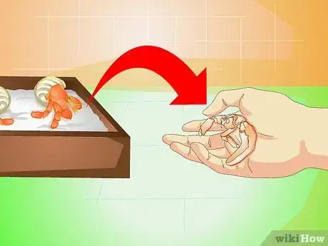 Imagen titulada Know when Your Hermit Crab Is Dead Step 8