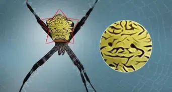 identificar a una araña del plátano