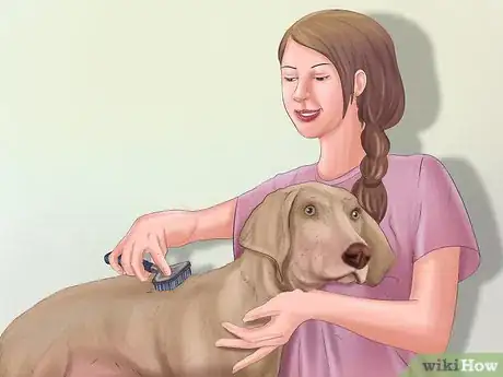Imagen titulada Groom a Dog Step 3