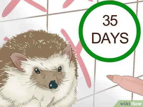 Imagen titulada Breed Hedgehogs Step 6