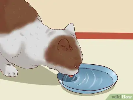 Imagen titulada Cure a Cat of Constipation Step 16