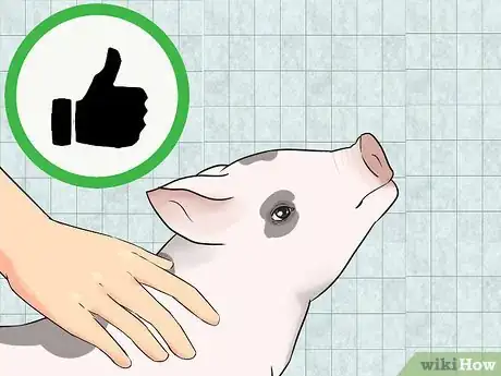 Imagen titulada House Train a Pig Step 11