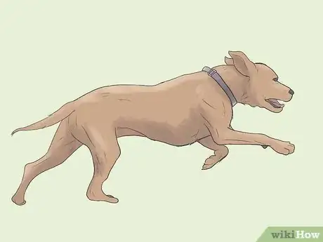 Imagen titulada Care for a Dog Blind from Birth Step 10
