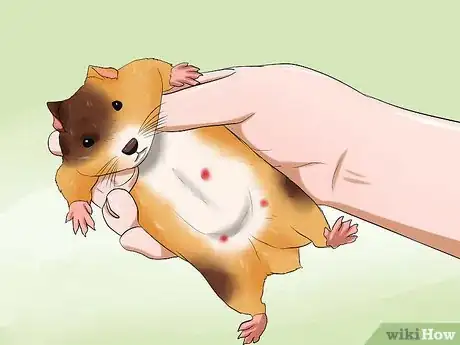 Imagen titulada Know if Your Hamster Is Dying Step 5