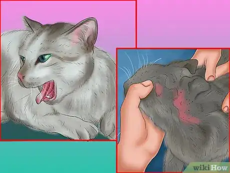 Imagen titulada Tell if Your Cat Has a Food Intolerance Step 2