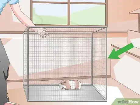 Imagen titulada Keep Guinea Pigs Warm Step 8