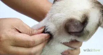 sostener a un gato por el cuello