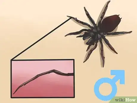 Imagen titulada Identify a Funnel Spider Step 3