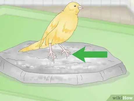 Imagen titulada Keep a Canary Groomed Step 5