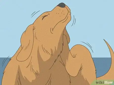 Imagen titulada Know When Your Dog is Sick Step 10