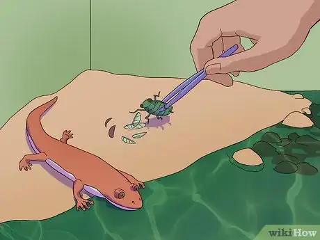 Imagen titulada Feed a Salamander Step 11