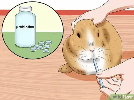 Imagen titulada Treat Digestive Problems in Rabbits Step 15