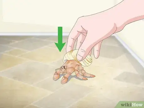 Imagen titulada Play With Your Hermit Crab Step 11