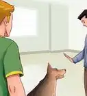 hacer que tu perro deje de perseguir gatos