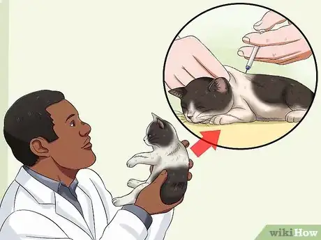Imagen titulada Care for a Stray Kitten Step 14