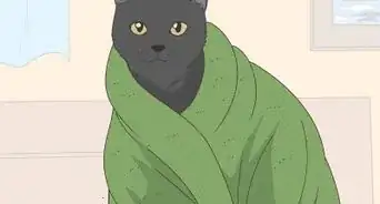 quitar de tu gato el pegamento de una trampa para ratones