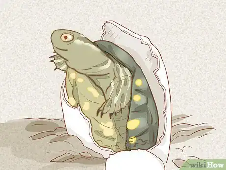 Imagen titulada Take Care of Baby Water Turtles Step 18