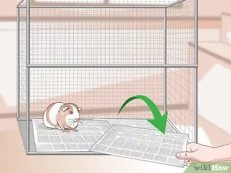 Imagen titulada Keep Guinea Pigs Warm Step 9