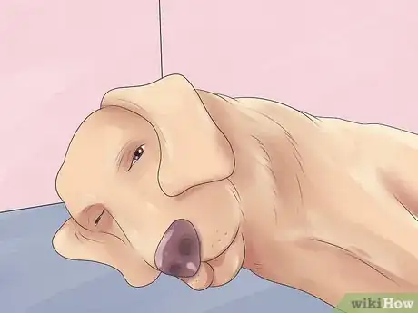 Imagen titulada Treat Dog Bite Wounds on Dogs Step 4
