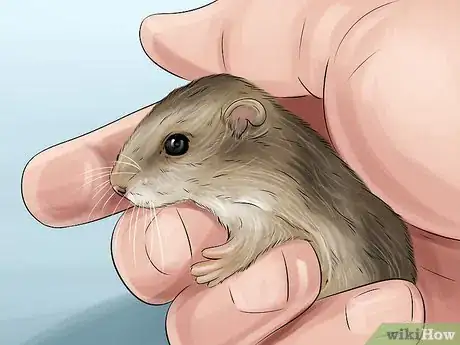 Imagen titulada Adopt or Buy a Hamster Step 6