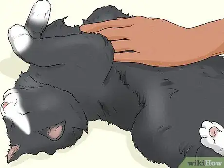 Imagen titulada Give Your Cat a Massage Step 25