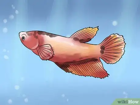 Imagen titulada Identify Different Betta Fish Step 8