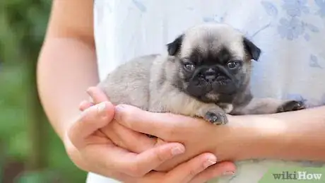 Imagen titulada Take Care of a Weak Newborn Puppy Step 11
