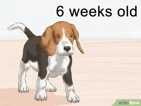 Imagen titulada Choose a Puppy to Keep from Your Litter Step 8