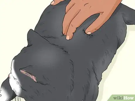 Imagen titulada Give Your Cat a Massage Step 23