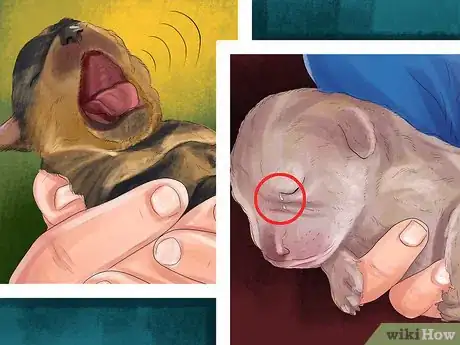 Imagen titulada Spot Health Problems in Newborn Puppies Step 1