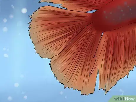 Imagen titulada Identify Different Betta Fish Step 3
