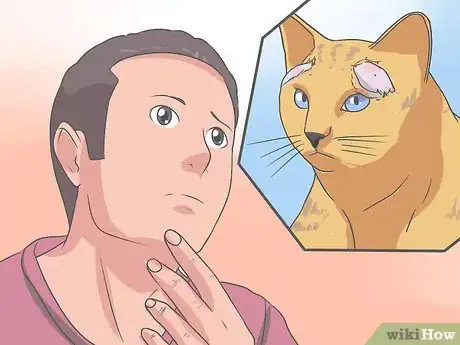 Imagen titulada Recognize and Treat Ringworm in Cats Step 13