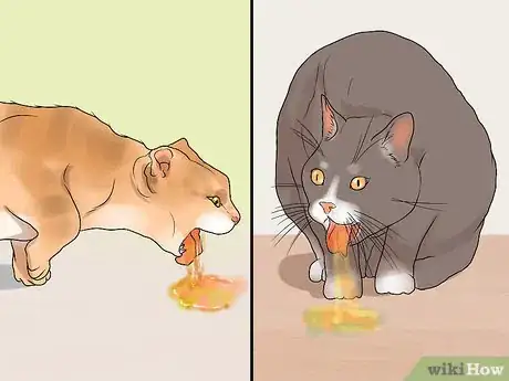 Imagen titulada Treat Feline Regurgitation Step 4